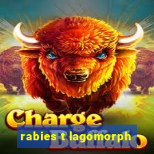 rabies t lagomorph